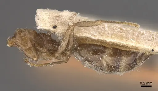 Crematogaster daisyi specimen CASENT0917805 image casent0917805_2