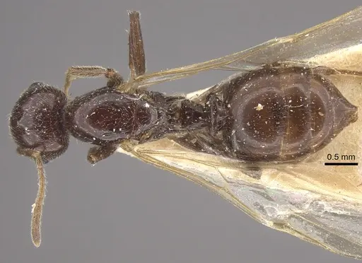 Crematogaster daisyi specimen CASENT0917806 image casent0917806_1