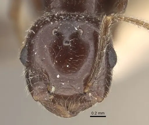Crematogaster daisyi specimen CASENT0917806 image casent0917806_2