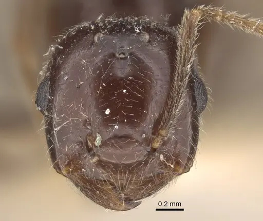 Crematogaster daisyi specimen CASENT0917806 image casent0917806_3