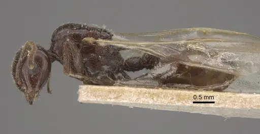 Crematogaster daisyi specimen CASENT0917806 image casent0917806_4