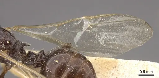 Crematogaster daisyi specimen CASENT0917806 image casent0917806_5