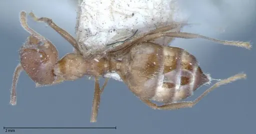 Crematogaster daisyi specimen FOCOL0062-1 image focol0062-1_1