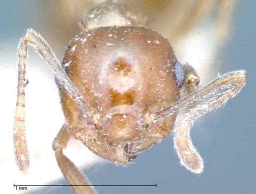 Crematogaster daisyi specimen FOCOL0062-1 image focol0062-1_2
