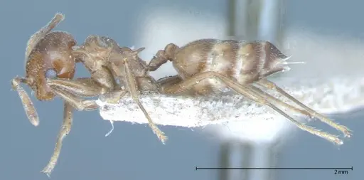 Crematogaster daisyi specimen FOCOL0062-1 image focol0062-1_3