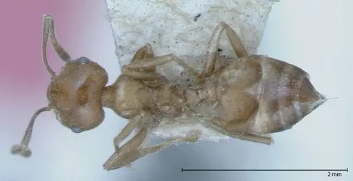Crematogaster daisyi specimen FOCOL0062-2 image focol0062-2_1