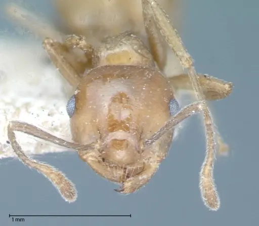Crematogaster daisyi specimen FOCOL0062-2 image focol0062-2_2