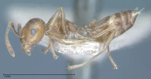 Crematogaster daisyi specimen FOCOL0062-2 image focol0062-2_3