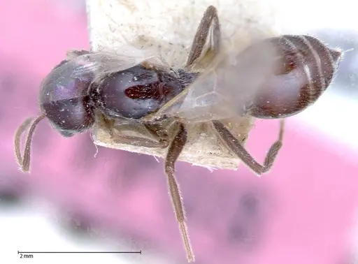 Crematogaster daisyi specimen FOCOL0062-3 image focol0062-3_1