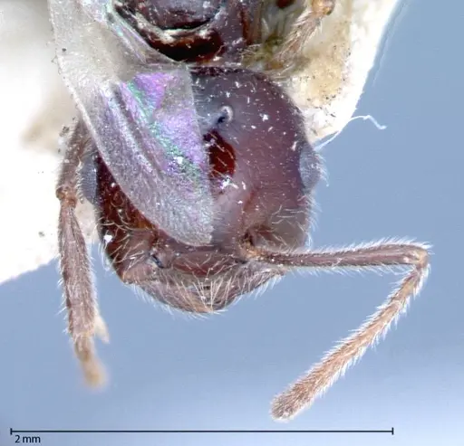 Crematogaster daisyi specimen FOCOL0062-3 image focol0062-3_2