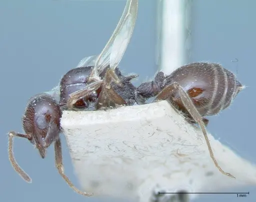 Crematogaster daisyi specimen FOCOL0062-3 image focol0062-3_3