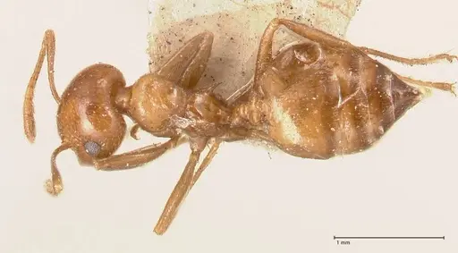Crematogaster daisyi specimen FOCOL0704 image focol0704_1