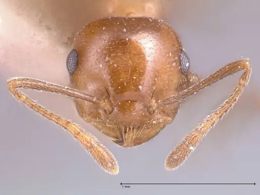 Crematogaster daisyi specimen FOCOL0704 image focol0704_2