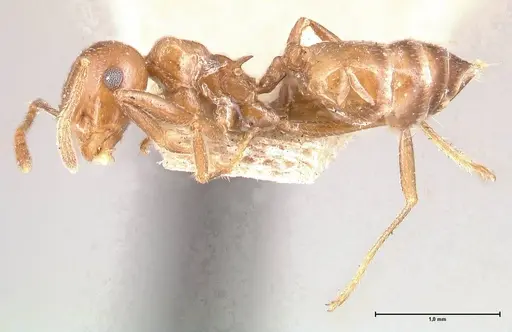 Crematogaster daisyi specimen FOCOL0704 image focol0704_3