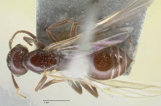 Crematogaster daisyi specimen FOCOL1538 image focol1538_1