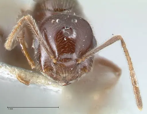 Crematogaster daisyi specimen FOCOL1538 image focol1538_2