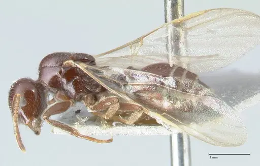 Crematogaster daisyi specimen FOCOL1538 image focol1538_3