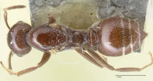Crematogaster daisyi specimen FOCOL1539 image focol1539_1
