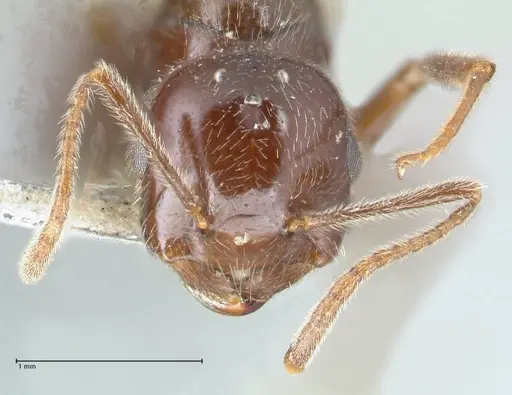 Crematogaster daisyi specimen FOCOL1539 image focol1539_2