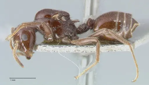Crematogaster daisyi specimen FOCOL1539 image focol1539_3