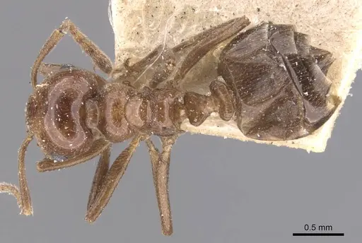 Crematogaster dalyi specimen CASENT0907510 image casent0907510_1