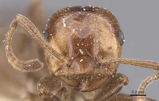 Crematogaster dalyi specimen CASENT0907510 image casent0907510_2