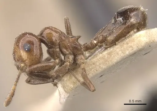 Crematogaster dalyi specimen CASENT0907510 image casent0907510_3