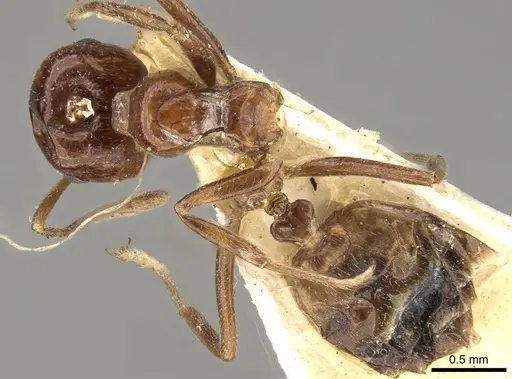Crematogaster dalyi specimen CASENT0914301 image casent0914301_1
