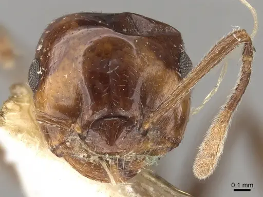 Crematogaster dalyi specimen CASENT0914301 image casent0914301_2