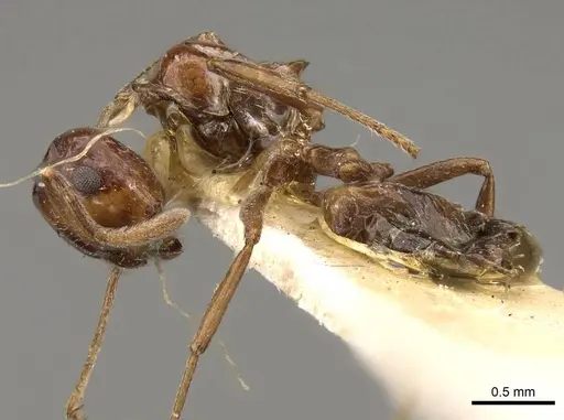 Crematogaster dalyi specimen CASENT0914301 image casent0914301_3