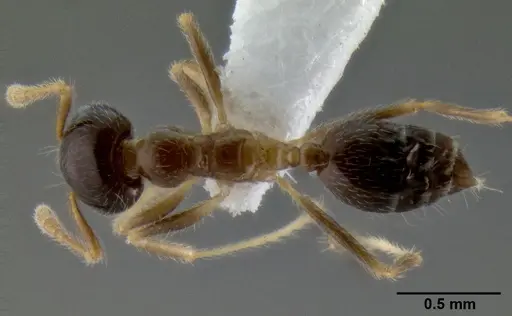 Crematogaster decamera specimen CASENT0193613 image casent0193613_1