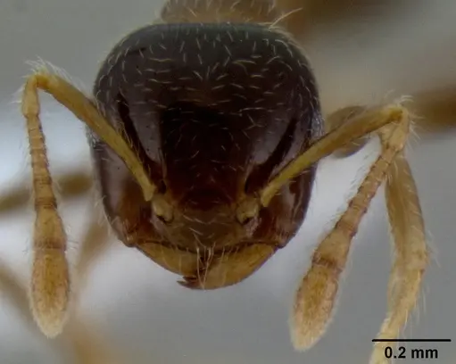 Crematogaster decamera specimen CASENT0193613 image casent0193613_2