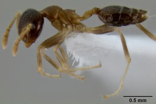 Crematogaster decamera specimen CASENT0193613 image casent0193613_3