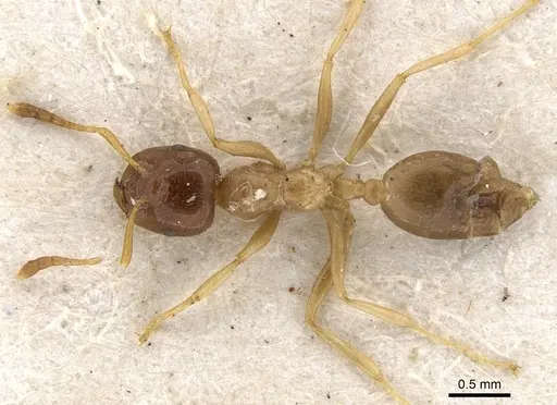 Crematogaster decamera specimen CASENT0902110 image casent0902110_1