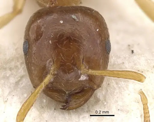 Crematogaster decamera specimen CASENT0902110 image casent0902110_2