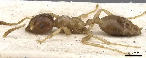 Crematogaster decamera specimen CASENT0902110 image casent0902110_3