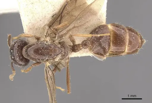 Crematogaster decamera specimen CASENT0908461 image casent0908461_1