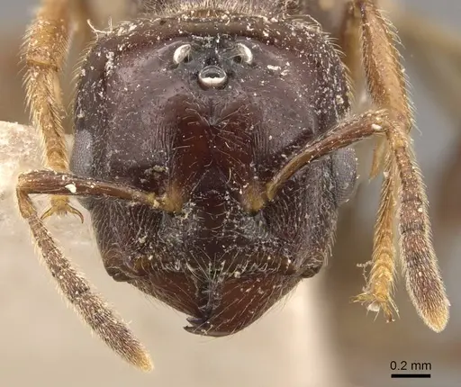 Crematogaster decamera specimen CASENT0908461 image casent0908461_2