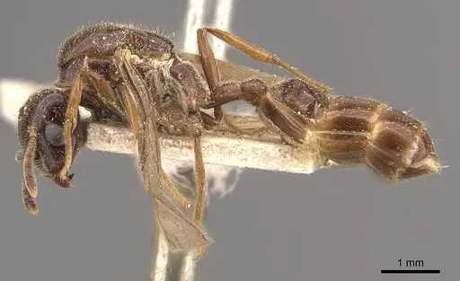 Crematogaster decamera specimen CASENT0908461 image casent0908461_3