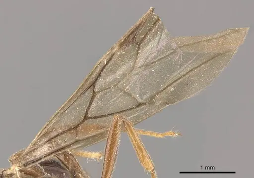Crematogaster decamera specimen CASENT0908461 image casent0908461_4