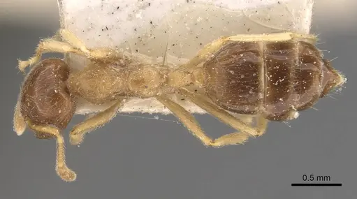 Crematogaster decamera specimen CASENT0908462 image casent0908462_1
