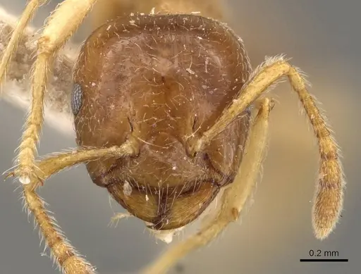 Crematogaster decamera specimen CASENT0908462 image casent0908462_2