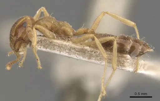 Crematogaster decamera specimen CASENT0908462 image casent0908462_3