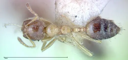 Crematogaster decamera specimen FOCOL0271-1 image focol0271-1_1