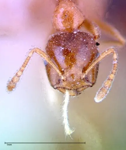 Crematogaster decamera specimen FOCOL0271-1 image focol0271-1_2