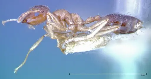 Crematogaster decamera specimen FOCOL0271-1 image focol0271-1_3