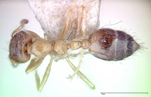 Crematogaster decamera specimen FOCOL0271-2 image focol0271-2_1