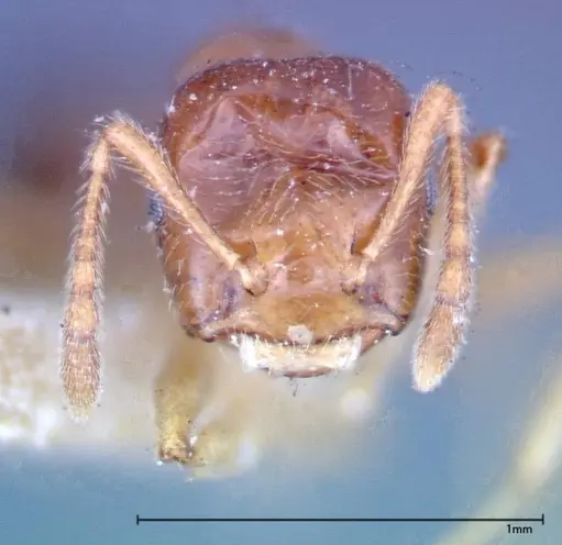 Crematogaster decamera specimen FOCOL0271-2 image focol0271-2_2