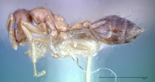 Crematogaster decamera specimen FOCOL0271-2 image focol0271-2_3