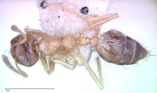 Crematogaster decamera specimen FOCOL0271-3 image focol0271-3_1